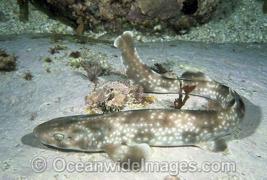 Gulf Catshark Asymbolus vincenti Cat Shark photo