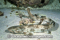 Gulf Catshark Asymbolus vincenti Cat Shark Photo - Rudie Kuiter