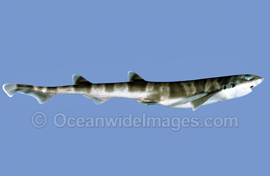 Sawtail Shark Galeus boardmana photo