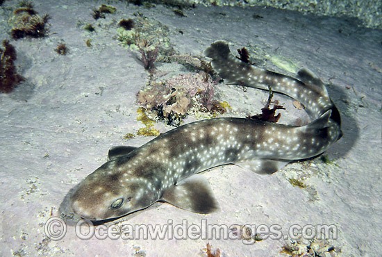 Gulf Catshark Asymbolus vincenti photo