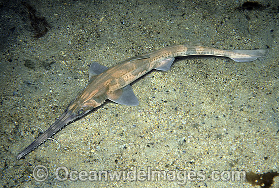 Common Sawshark Pristiophorus cirratus photo Common Sawshark Pristiophorus cirratus photo