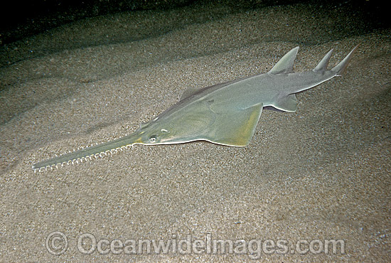 Green Sawfish (Pristis zijsron). Also known as Dindagubba, Narrowsnout sawfish and Sawfish. Found in salt, brackish and freshwater habitats in the Indo-Pacific from India to Australia. Photo - Rudie Kuiter Green Sawfish (Pristis zijsron). Also known as Dindagubba, Narrowsnout sawfish and Sawfish. Found in salt, brackish and freshwater habitats in the Indo-Pacific from India to Australia. Photo - Rudie Kuiter