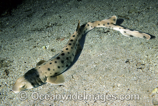 Collared Carpet Shark Parascyllium collare photo