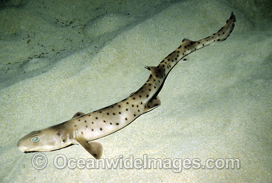 Rusty Carpet Shark Parascyllium ferrugineum photo