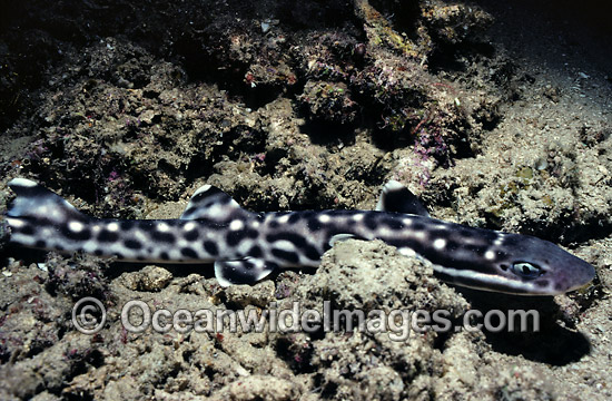 Coral Catshark Atelomycterus marmoratus photo