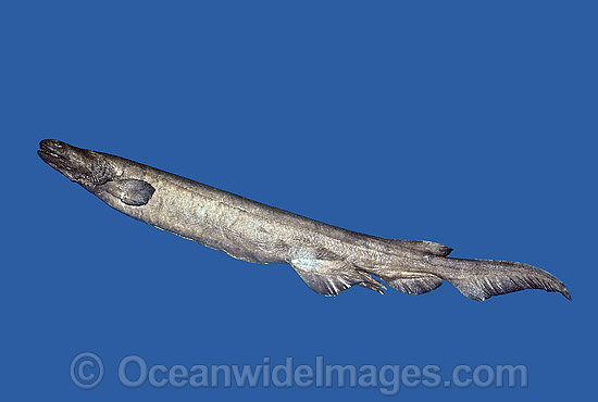 Frilled Shark (Chlamydoselachus anguineus). Also known as Deep Sea Frilled Shark, Frill Shark and Frill-gilled Shark. Near threatened species. Deep sea shark found off Southern Australia Photo - Rudie Kuiter Frilled Shark (Chlamydoselachus anguineus). Also known as Deep Sea Frilled Shark, Frill Shark and Frill-gilled Shark. Near threatened species. Deep sea shark found off Southern Australia Photo - Rudie Kuiter
