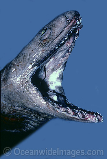 Frilled Shark (Chlamydoselachus anguineus). Also known as Deep Sea Frilled Shark, Frill Shark and Frill-gilled Shark. Near threatened species. Deep sea shark found off Southern Australia Photo - Rudie Kuiter