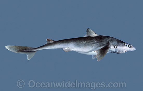 Shortnose Spurdog Squalus megalops photo