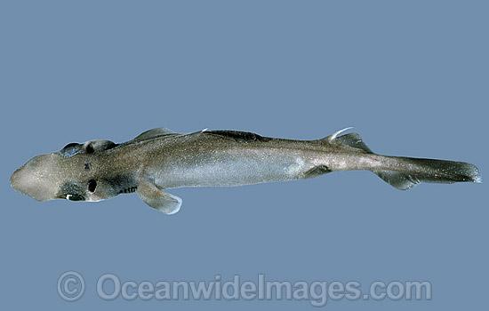 Brier Shark Deania calcea photo