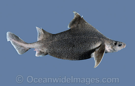 Prickly Dogfish (Oxynotus bruniensis). Also known as Rough Shark and Dogshark. Deep sea Shark found off Southern Australia Photo - Rudie Kuiter