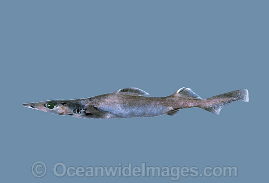 Brier Shark Deania calcea photo