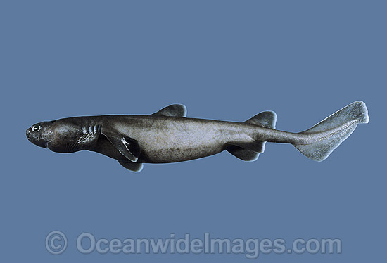 Kitefin Shark Dalatias licha Black Shark photo Kitefin Shark Dalatias licha Black Shark photo