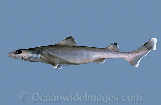Southern Dogfish Centrophorus uyato photo Southern Dogfish Centrophorus uyato photo
