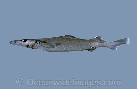 Longsnout Dogfish Deania quadrispinosa photo Longsnout Dogfish Deania quadrispinosa photo