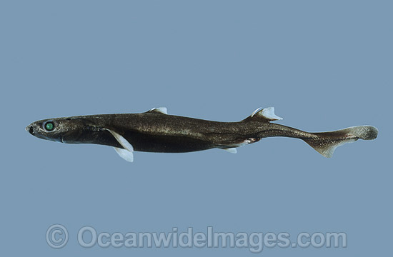 New Zealand Lantern Shark (Etmopterus baxteri). Also known as Dogfish and Dogshark. Deep sea Shark found off Eastern Australia Photo - Rudie Kuiter New Zealand Lantern Shark (Etmopterus baxteri). Also known as Dogfish and Dogshark. Deep sea Shark found off Eastern Australia Photo - Rudie Kuiter
