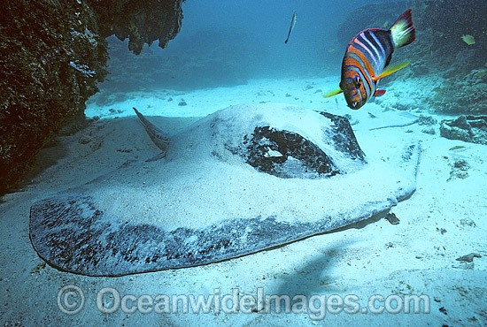 Blotched Fantail Stingray Teiniura meyeni photo Blotched Fantail Stingray Teiniura meyeni photo