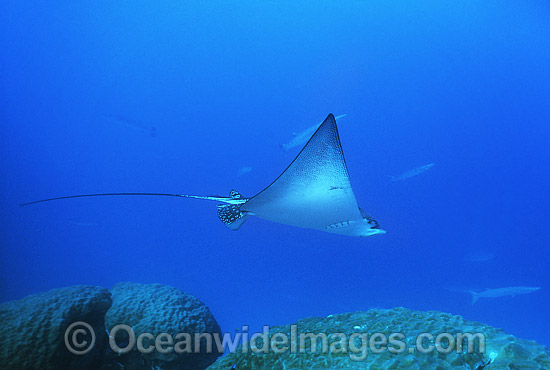 White-spotted Eagle Ray (Aetobatus narinari). Also known as Bonnet Skate, Duckbill Ray and Spotted Eagle Ray. Great Barrier Reef, Queensland, Australia Photo - Gary Bell
