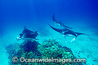 Manta Rays Manta birostris Photo - Gary Bell