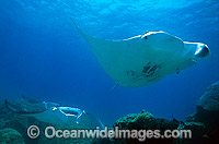 Giant Oceanic Manta Ray Photo - Gary Bell