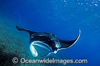 Manta Ray Photo - Gary Bell