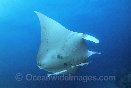 Giant Oceanic Manta Ray (Manta birostris). Found throughout the world in tropical and subtropical waters, but also can be found in temperate waters. Largest type of ray in the world, recorded at over 7.6 metres (26ft) across. Great Barrier Reef, Australia Photo - Gary Bell