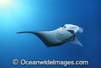 Manta Ray Manta birostris Photo - Gary Bell