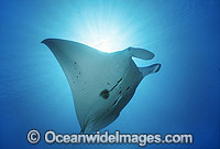 Giant Oceanic Manta Ray Photo - Gary Bell