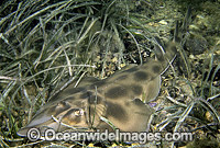 Western Shovelnose Ray Aptychotrema vincentiana Photo - Rudie Kuiter