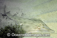 Short-snouted Shovelnose Ray Aptychotrema bougainvillii Photo - Rudie Kuiter