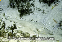 Eastern Shovelnose Ray Aptychotrema rostrata Photo - Rudie Kuiter