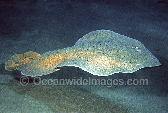 Coffin Ray (Hypnos monopterygium). Also known as Electric Ray, Crampfish, Numbfish, Short-tail Electric Ray and Torpedo Ray. New South Wales, Australia. This ray is capable of delivering a strong electric shock and uses its electric organs to stun prey. Photo - Rudie Kuiter