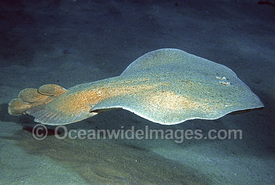 Coffin Ray Hypnos monopterygium photo