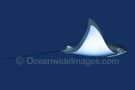 Javanese Cownose Ray Rhinoptera javanica photo Javanese Cownose Ray Rhinoptera javanica photo