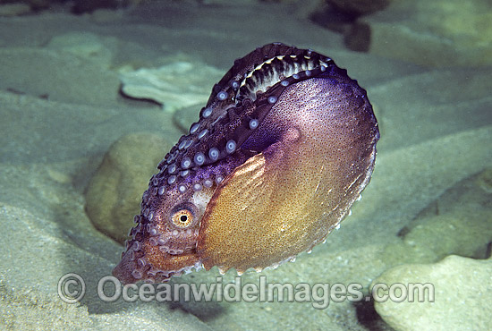 Paper Nautilus mantle covering egg chamber photo
