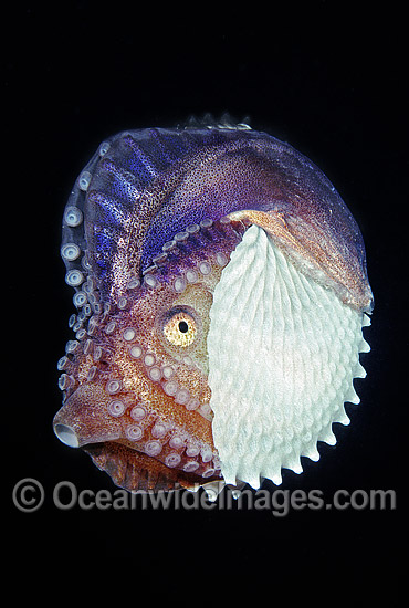 Paper Nautilus mantle covering egg chamber photo Paper Nautilus mantle covering egg chamber photo