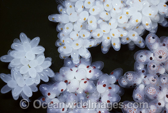 Paper Nautilus egg mass different growth stages photo