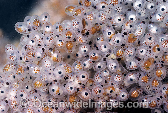 Paper Nautilus egg mass hatching stage photo