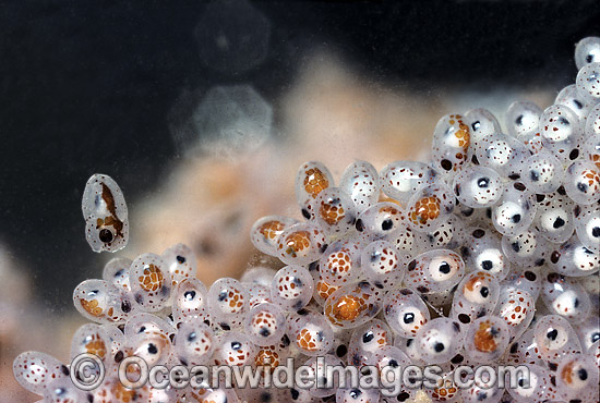 Paper Nautilus egg mass hatching stage photo Paper Nautilus egg mass hatching stage photo
