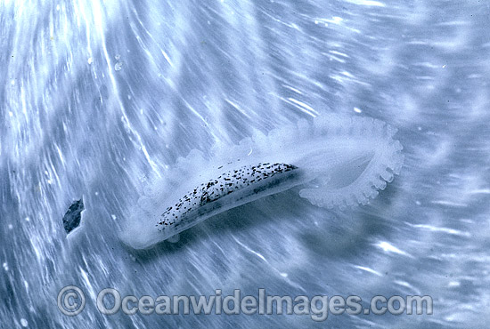 Paper Nautilus reproductive organ photo