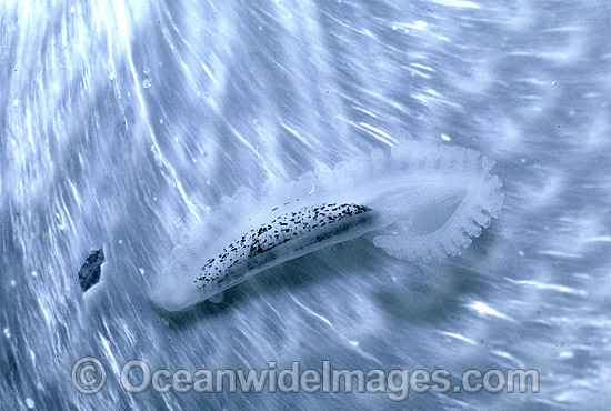 Paper Nautilus reproductive organ photo Paper Nautilus reproductive organ photo