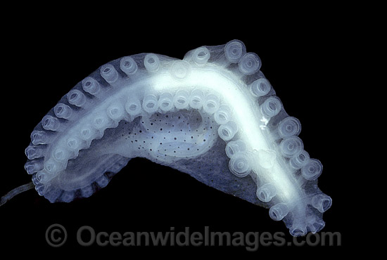Paper Nautilus (Argonauta nodosa) hectocotylus - male reproductive organ. Also known as Argonaut. Port Phillip Bay, Victoria, Australia Photo - Rudie Kuiter
