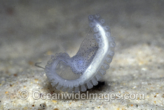 Paper Nautilus hectocotylus reproductive organ photo