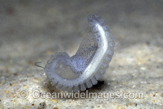 Paper Nautilus hectocotylus reproductive organ photo Paper Nautilus hectocotylus reproductive organ photo