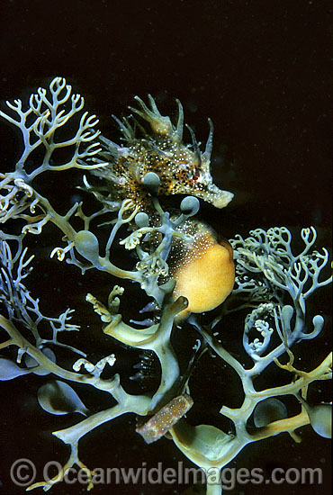 Short-head Seahorse on sea algae photo