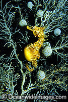 Short-head Seahorse on sea algae Photo - Gary Bell