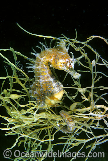 Short-head Seahorse on sea algae photo