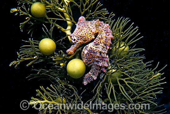 Short-head Seahorse on sea algae photo