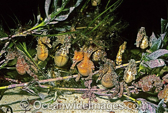 Short-head Seahorses (Hippocampus breviceps) grouping together at night. Port Phillip Bay, Victoria, Australia Photo - Rudie Kuiter