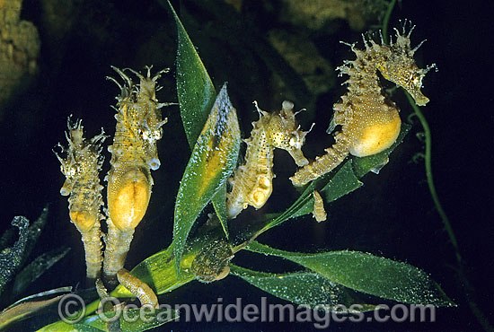 Short-head Seahorses (Hippocampus breviceps) grouping together at night. Port Phillip Bay, Victoria, Australia Photo - Rudie Kuiter