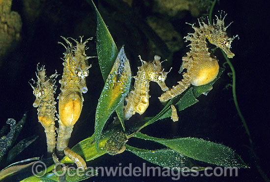Short-head Seahorses grouping together photo Short-head Seahorses grouping together photo